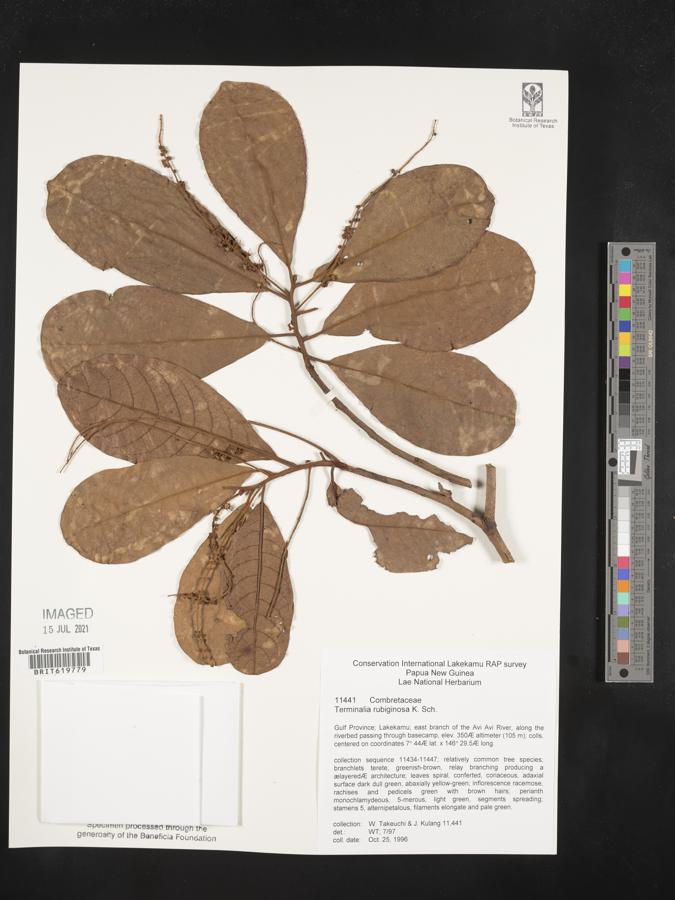 Terminalia rubiginosa image