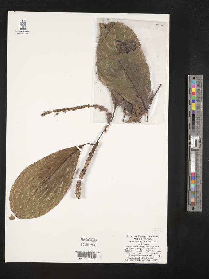 Terminalia solomonensis image