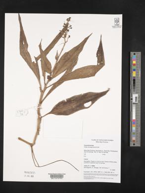 Pollia secundiflora image