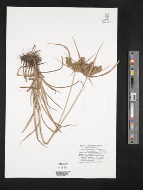 Cyperus cyperoides image