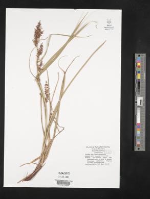 Carex filicina image