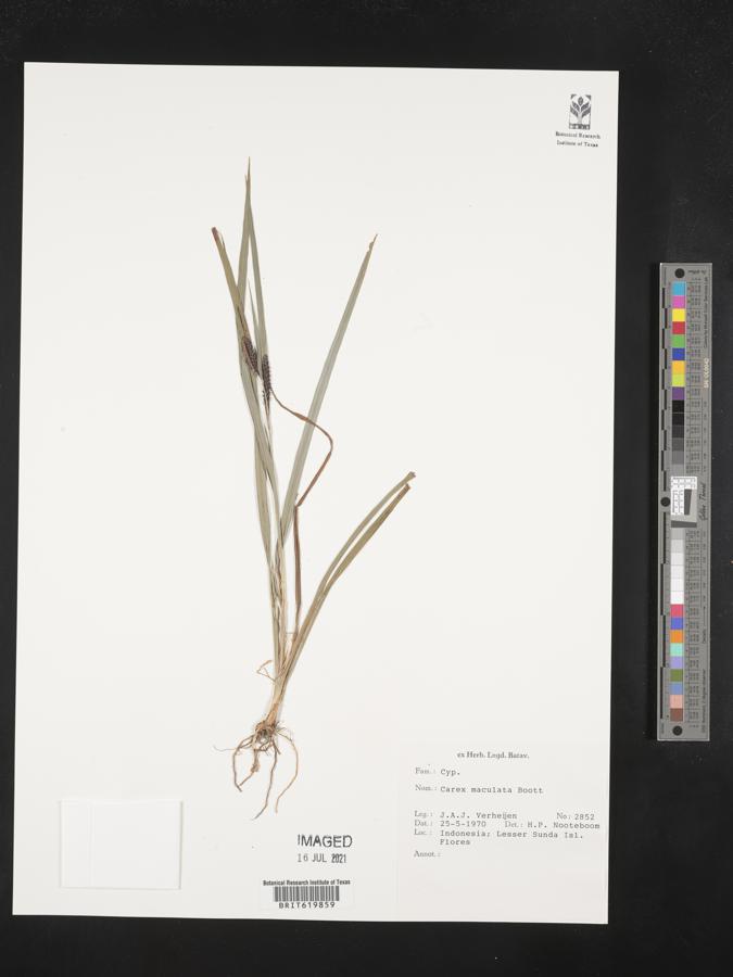 Carex maculata image