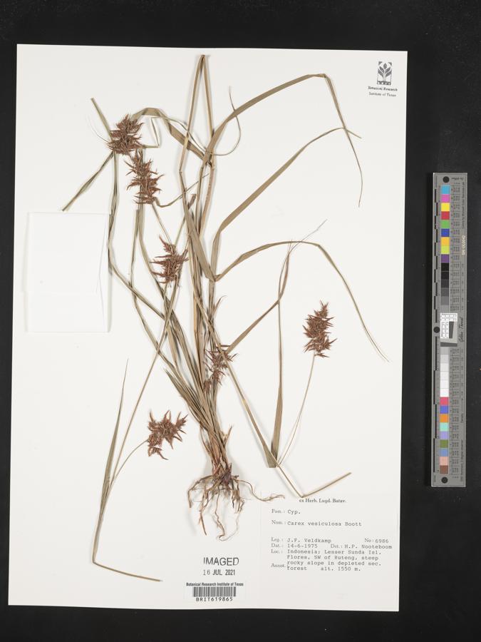 Carex vesiculosa image