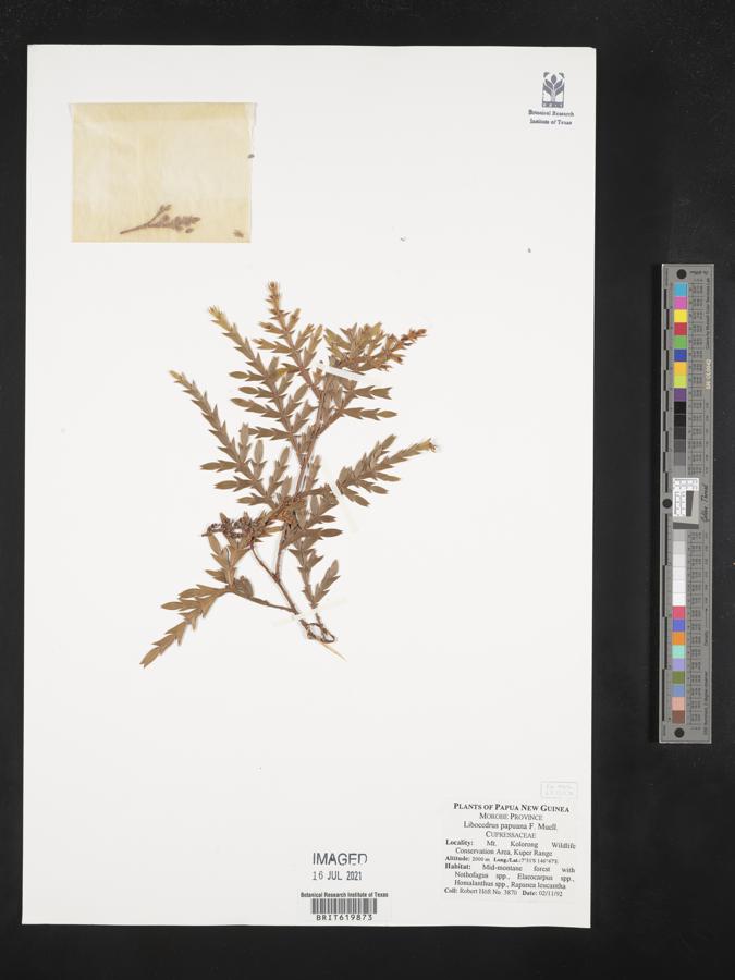 Papuacedrus papuana subsp. papuana image