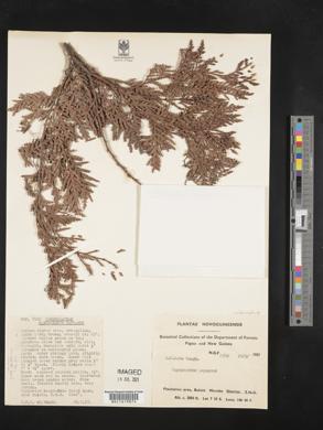 Image of Papuacedrus papuana