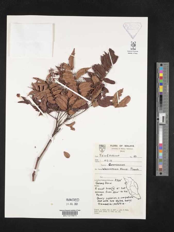 Pterophylla fraxinea image