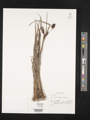 Carex brownii image
