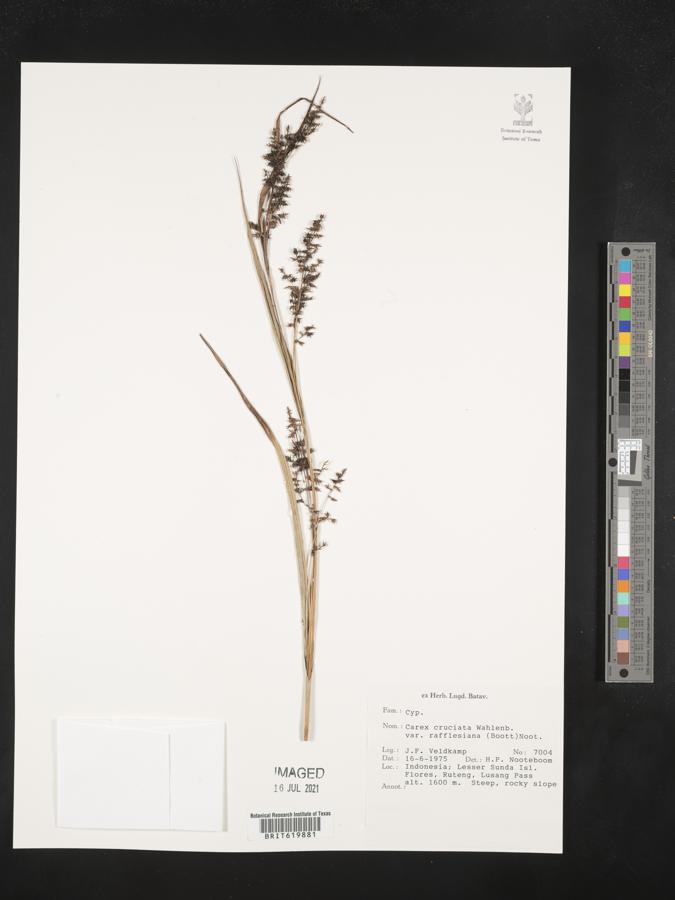 Carex rafflesiana image