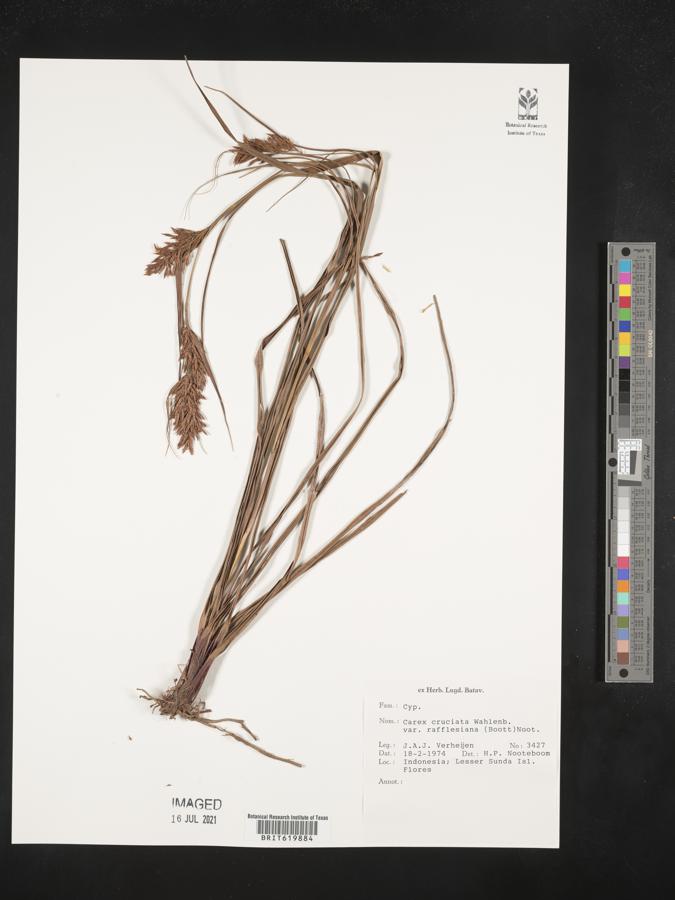 Carex rafflesiana image