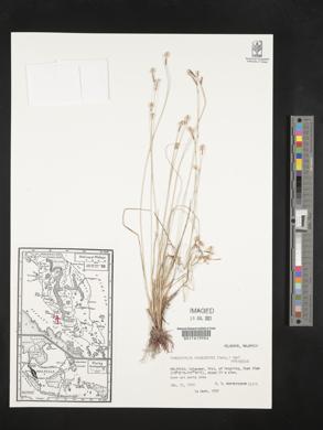 Fimbristylis schoenoides image