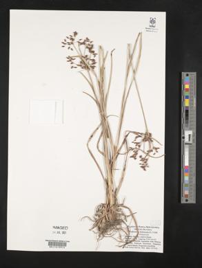 Fimbristylis dichotoma image