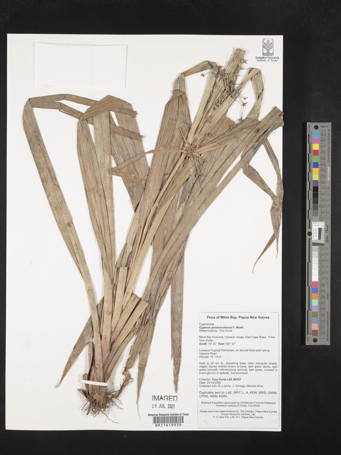 Cyperus pedunculosus image