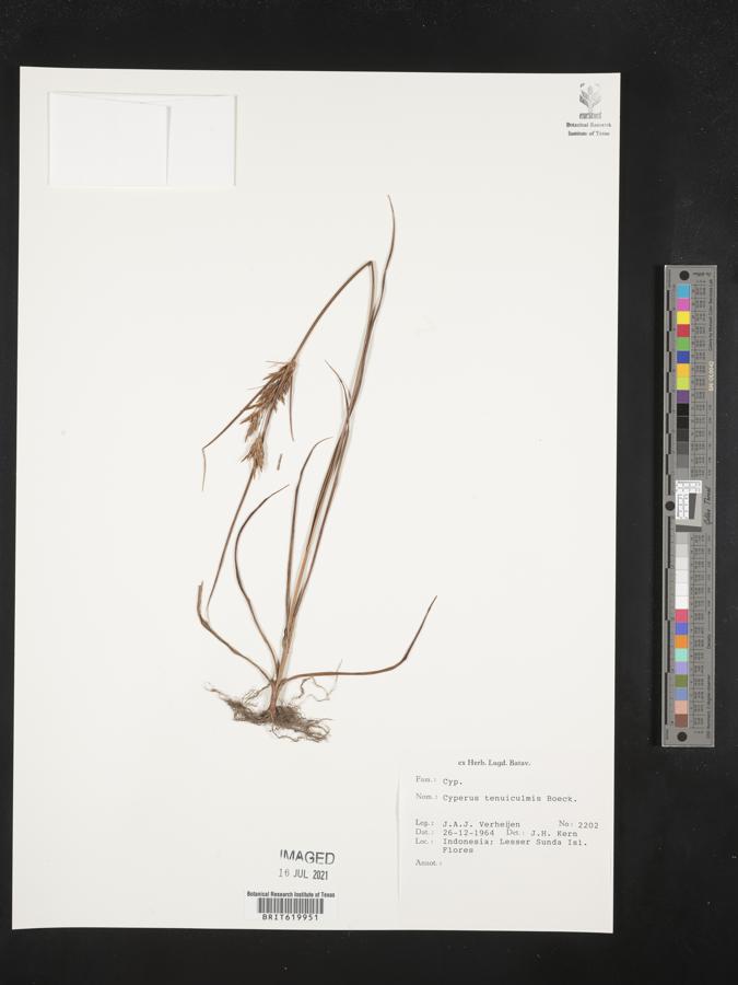 Cyperus tenuiculmis image