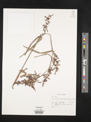 Scleria scrobiculata image