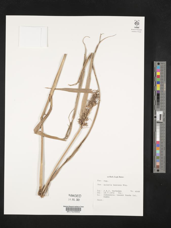 Scleria ciliaris image