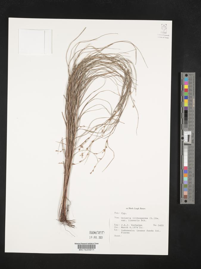 Scleria lithosperma var. linearis image