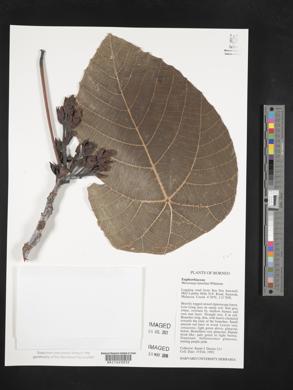 Image of Macaranga lamellata