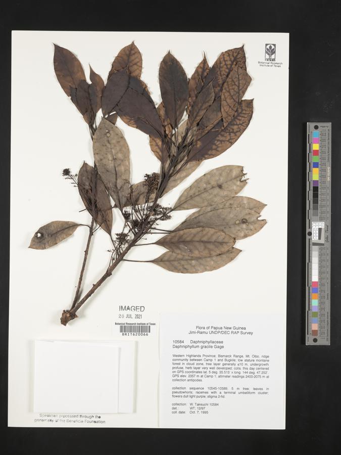 Daphniphyllum gracile image