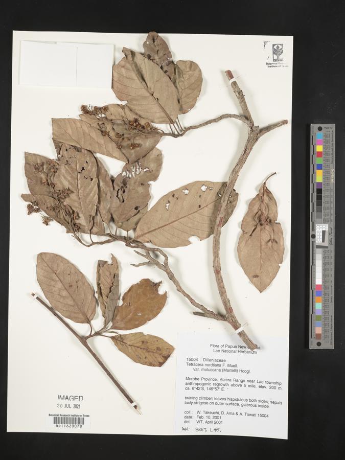 Tetracera nordtiana var. moluccana image