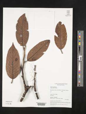 Image of Hopea ultima