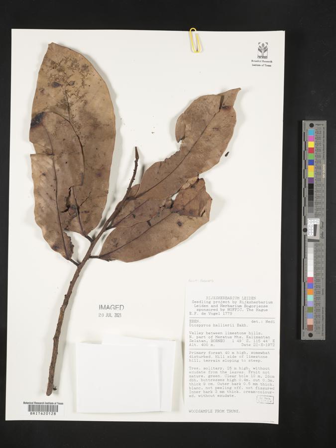 Diospyros hallieri image