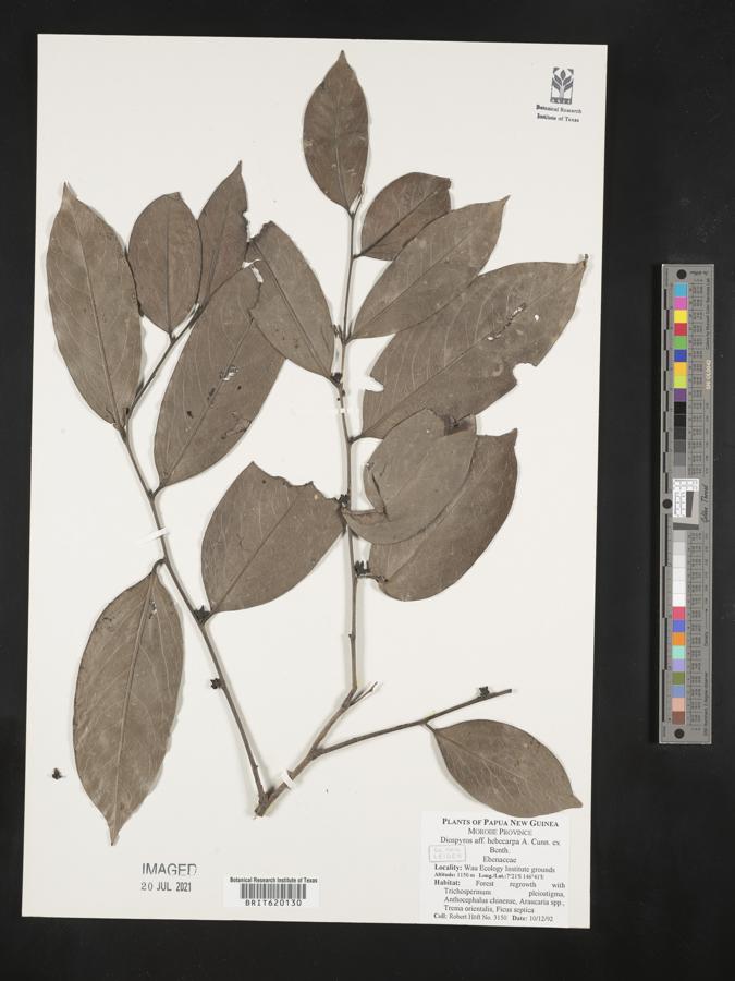 Diospyros hebecarpa image