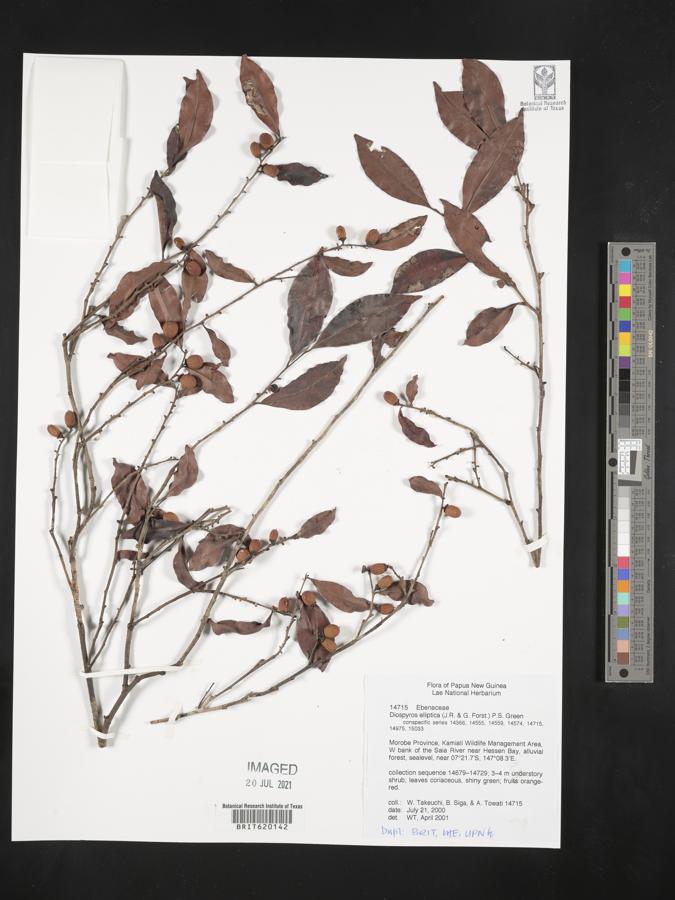 Diospyros elliptica image