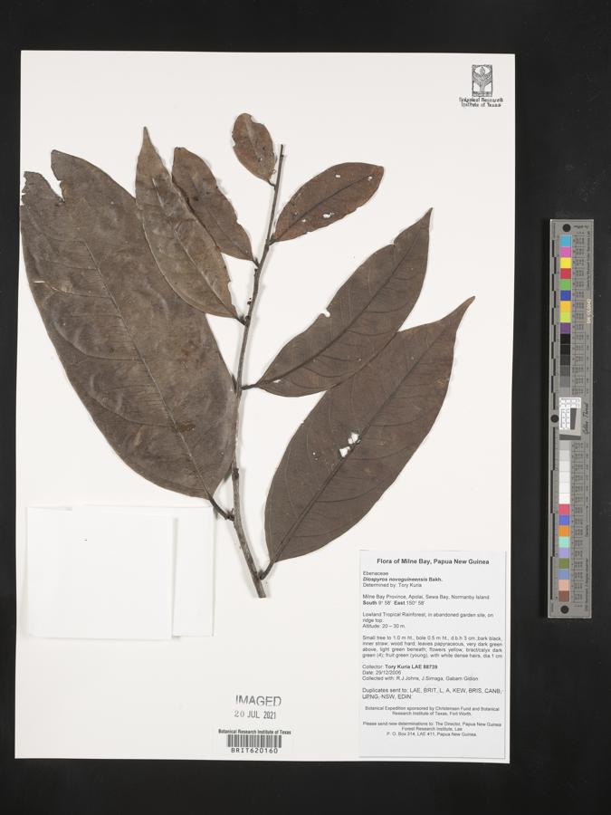 Diospyros novoguineensis image