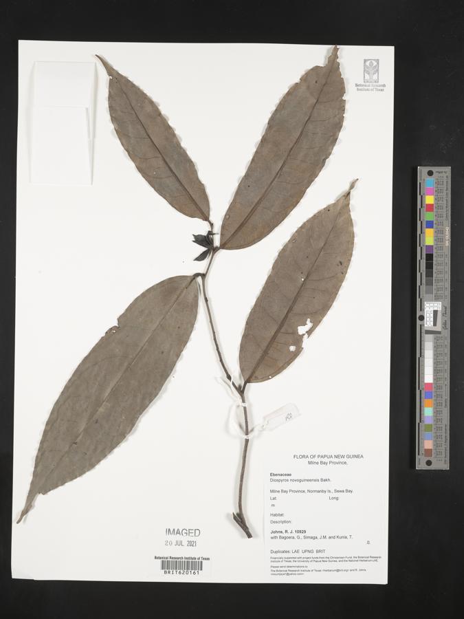 Diospyros novoguineensis image