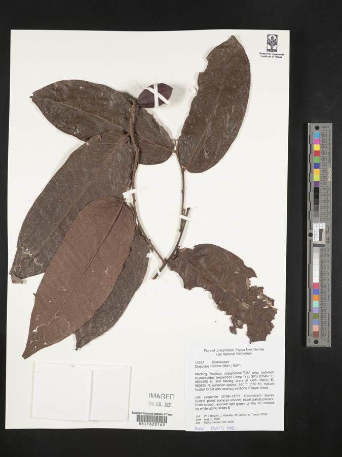 Diospyros rostrata image