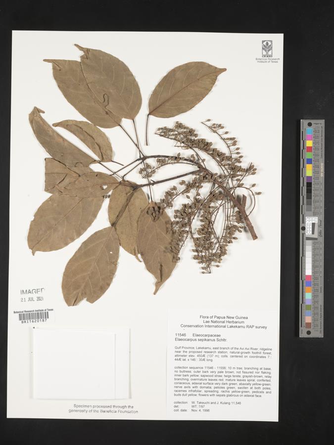 Elaeocarpus sepikanus image
