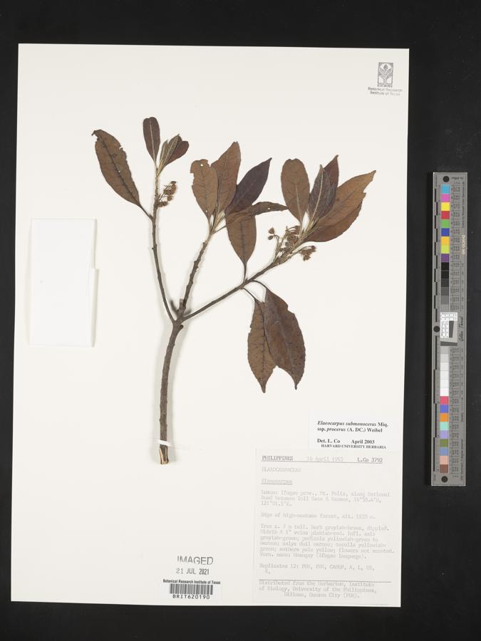 Elaeocarpus submonoceras image