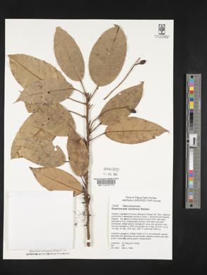 Image of Elaeocarpus tariensis