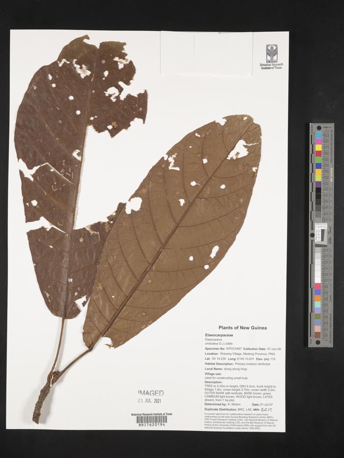Elaeocarpus undulatus image
