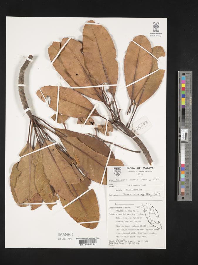 Elaeocarpus wrayi image