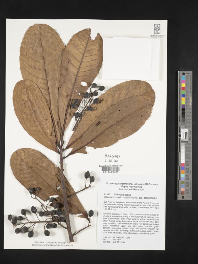 Elaeocarpus dolichostylus subsp. dolichostylus image