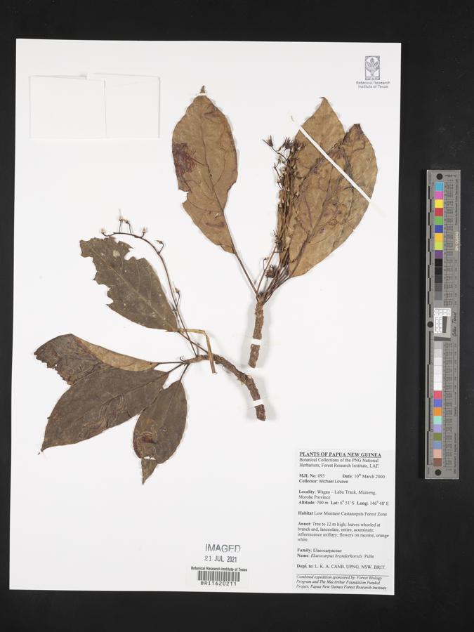Elaeocarpus branderhorstii image