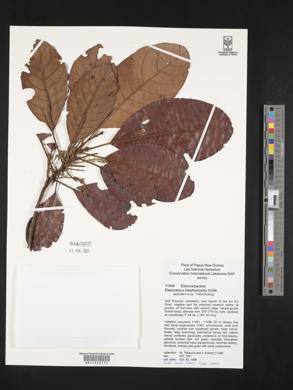 Elaeocarpus blepharoceras image