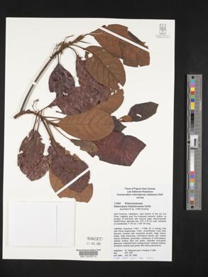 Elaeocarpus blepharoceras image