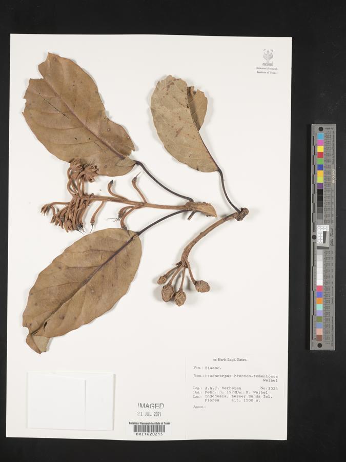 Elaeocarpus brunneotomentosus image