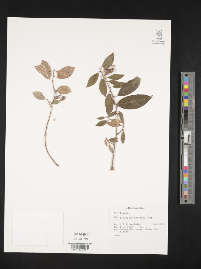 Elaeagnus triflora image