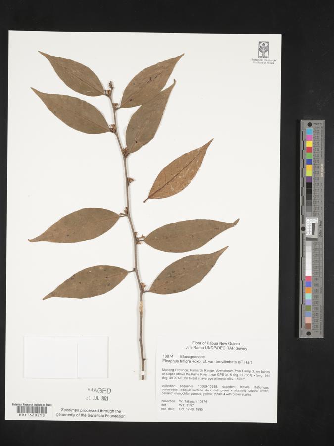 Elaeagnus triflora image