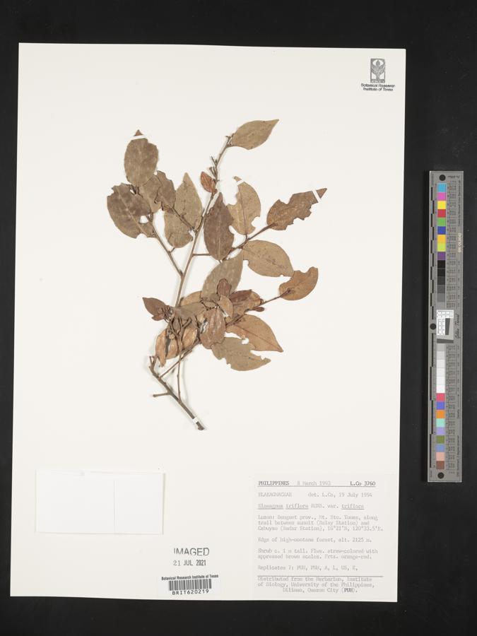 Elaeagnus triflora image