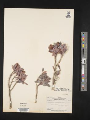 Rhododendron quadrasianum image