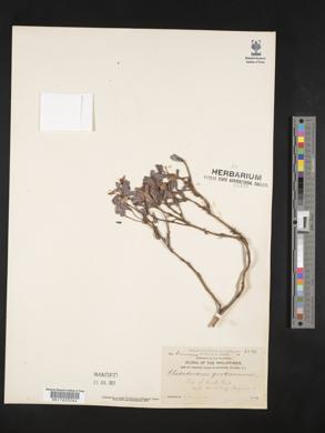 Rhododendron quadrasianum image