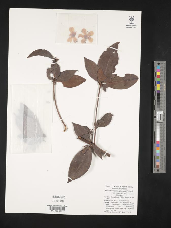 Rhododendron macgregoriae image