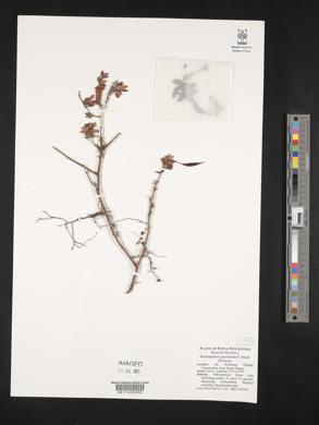 Image of Rhododendron gracilentum
