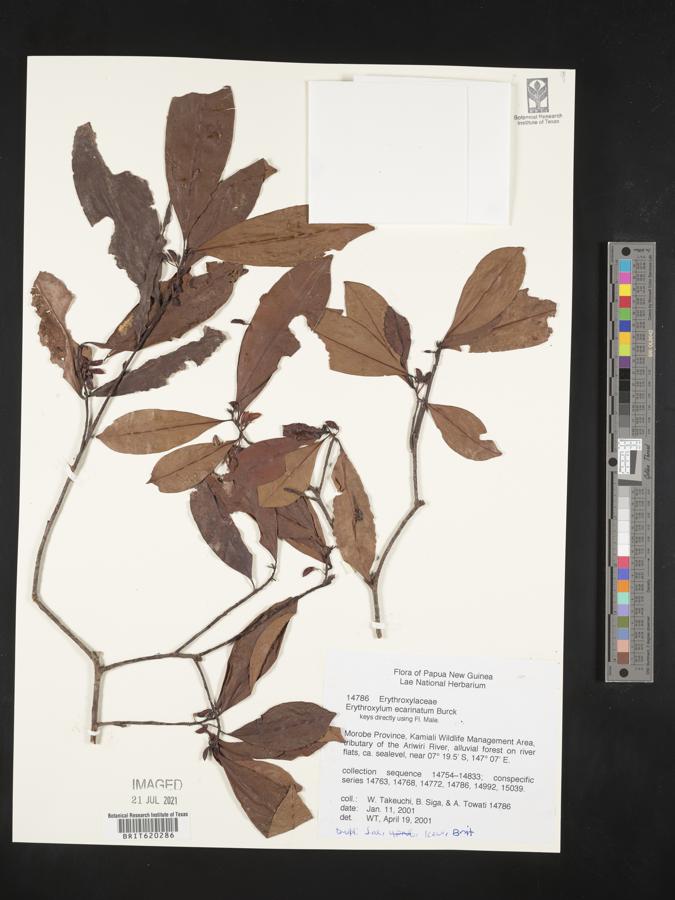 Erythroxylum ecarinatum image