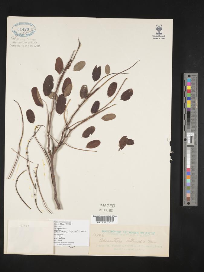 Adenanthera intermedia image