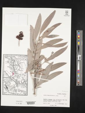 Acacia podalyriifolia image